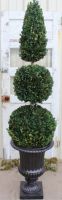 60 inch   Boxwood Double Ball Cone Topiary